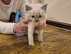 kitten
