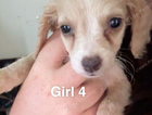 puppy