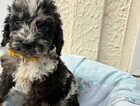 Puppy