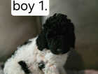 Puppy