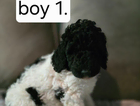 st boy