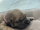 puppy