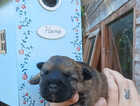Puppy