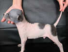 Puppy