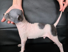 puppy