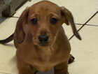Puppy