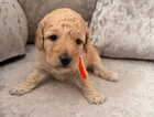 Puppy