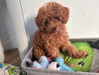 Puppy