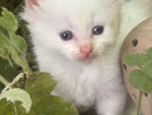 kitten
