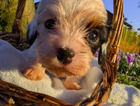 puppy