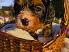 Puppy