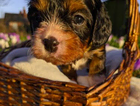 puppy