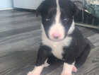 Puppy