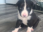 puppy