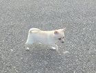 puppy