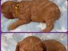 Puppy