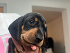 puppy