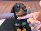puppy