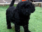 puppy