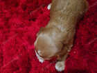 Puppy