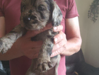 puppy