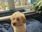 Puppy