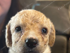 puppy
