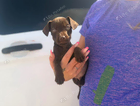 puppy