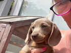 Puppy