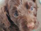 Puppy