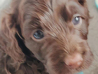 puppy