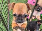 Puppy