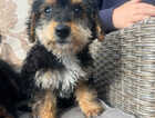 Puppy
