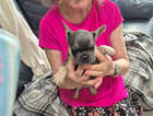 Puppy