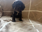 puppy