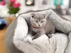 kitten