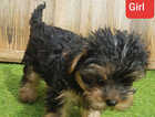 Puppy