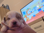puppy