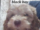 puppy