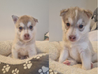 puppy
