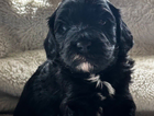 puppy