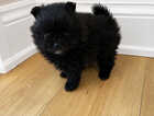 Puppy