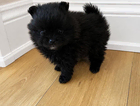 puppy