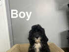 Puppy