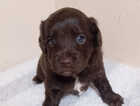 Puppy