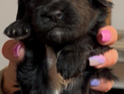 black puppy