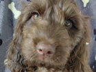 puppy