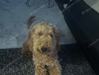 puppy