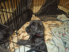 red collar (chunky)
