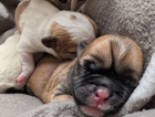 puppy